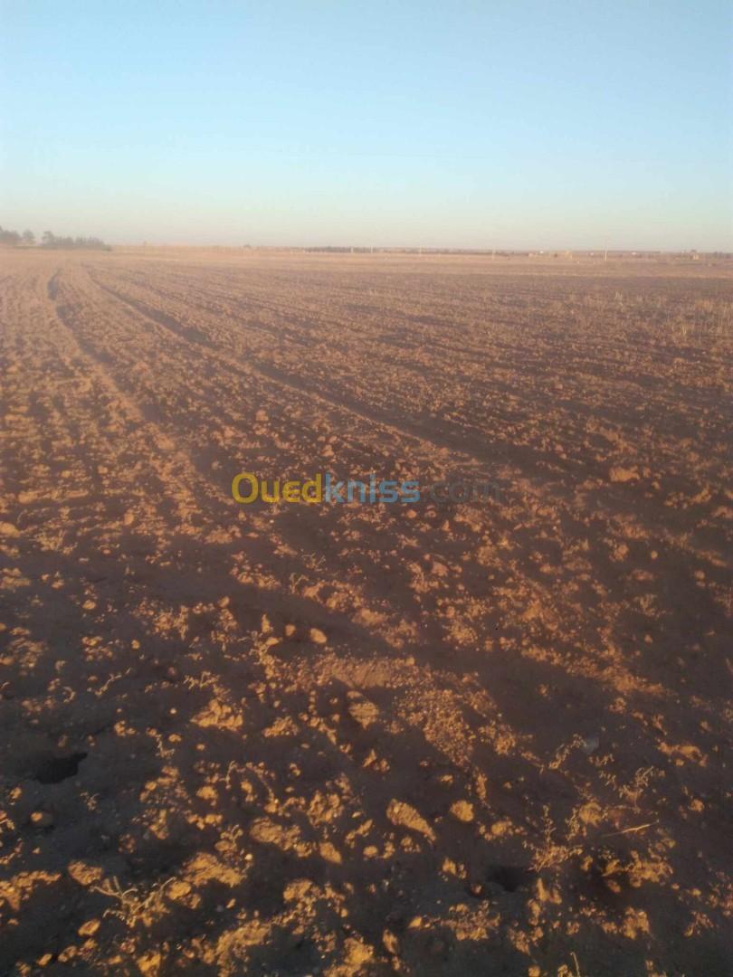 Vente Terrain Agricole Djelfa Birine