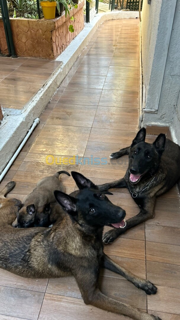 Chiot malinois pure race 