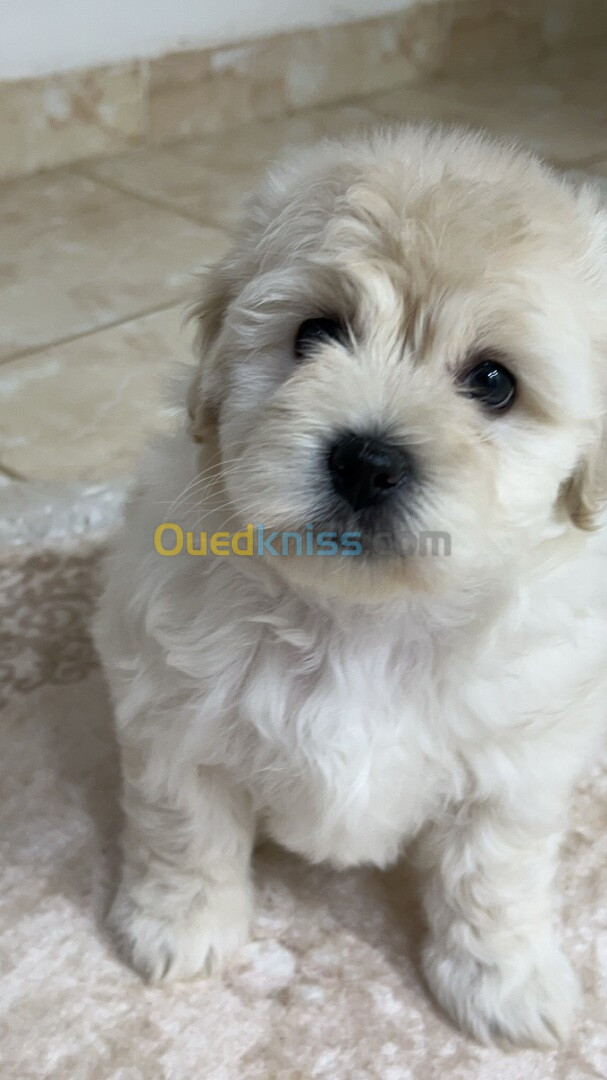 Caniche bichon maltais pure race 