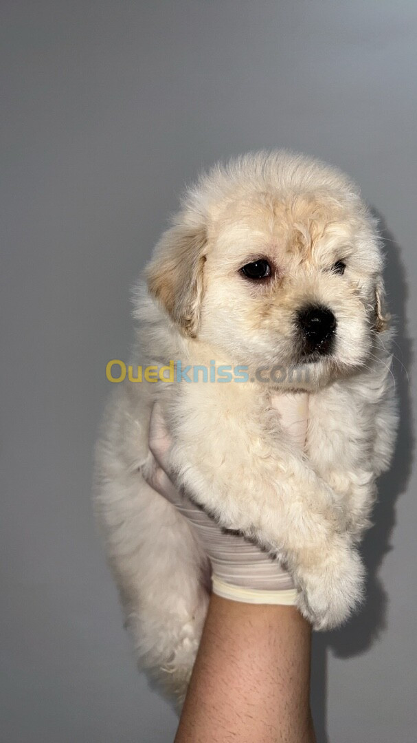 Caniche bichon maltais nain pure race 