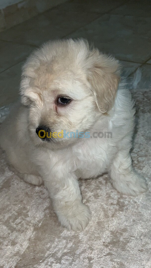 Caniche bichon maltais pure race 