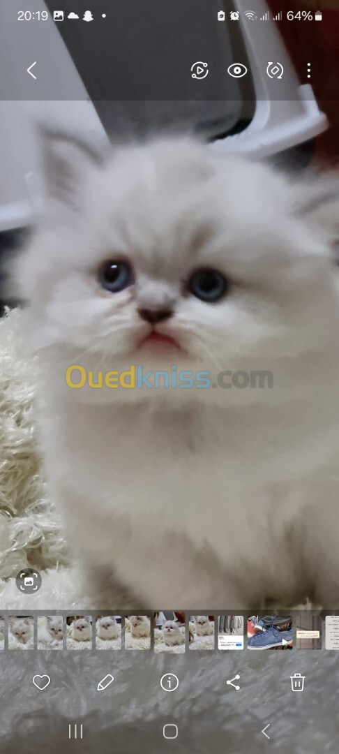 Chaton persan mal et femelle 