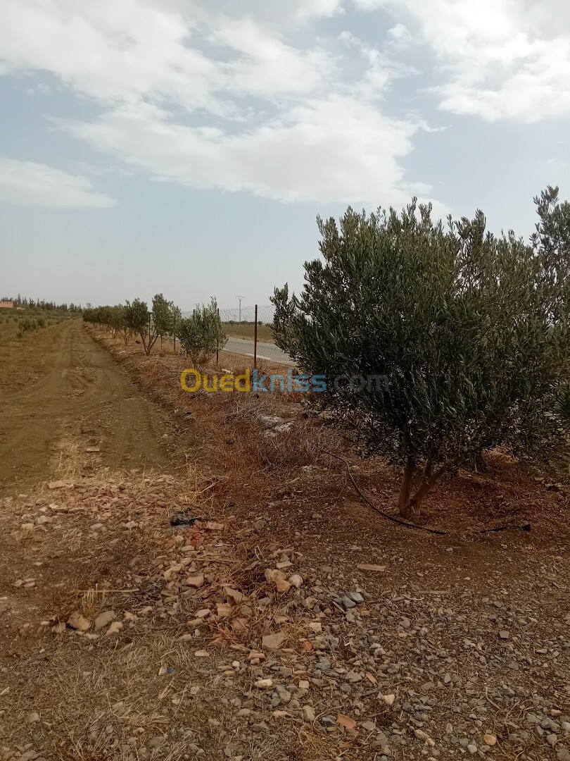 Vente Terrain Sidi Bel Abbès Sidi bel abbes