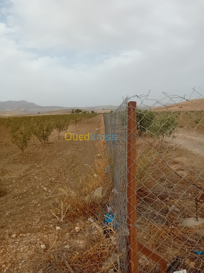 Vente Terrain Sidi Bel Abbès Sidi bel abbes