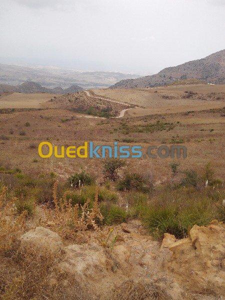 Vente Terrain Skikda Ain bouziane