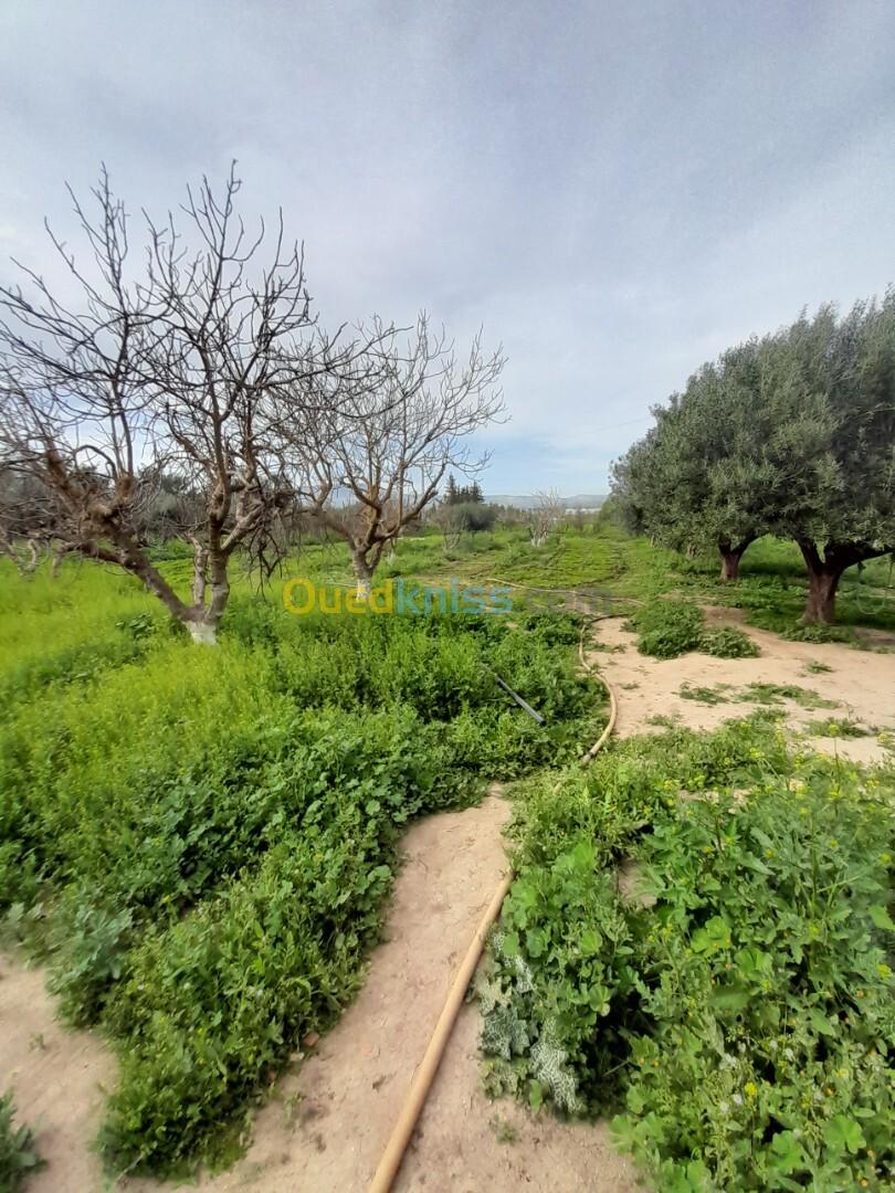 Vente Terrain Agricole Sidi Bel Abbès Sidi lahcene