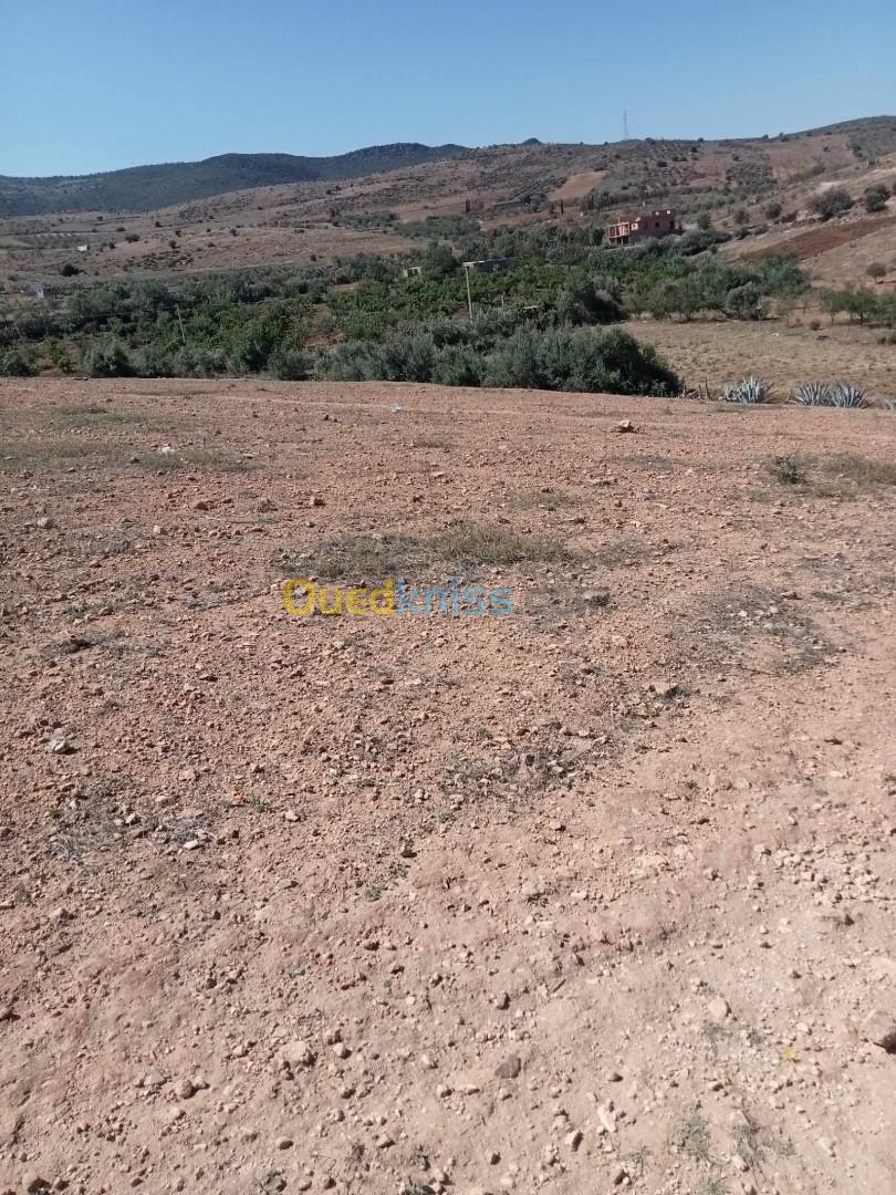 Vente Terrain Tlemcen Sabra