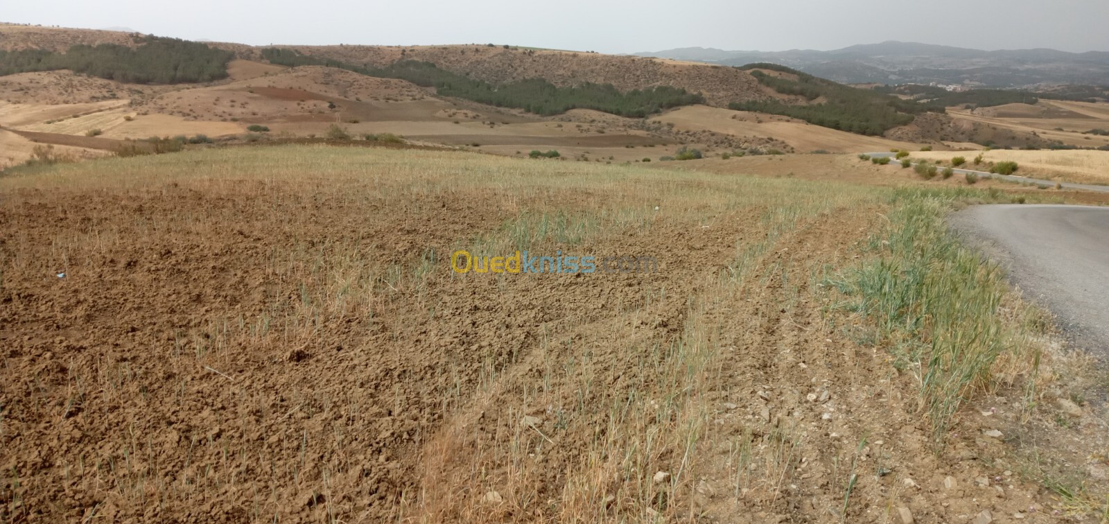 Vente Terrain Agricole Bouira Bordj okhriss