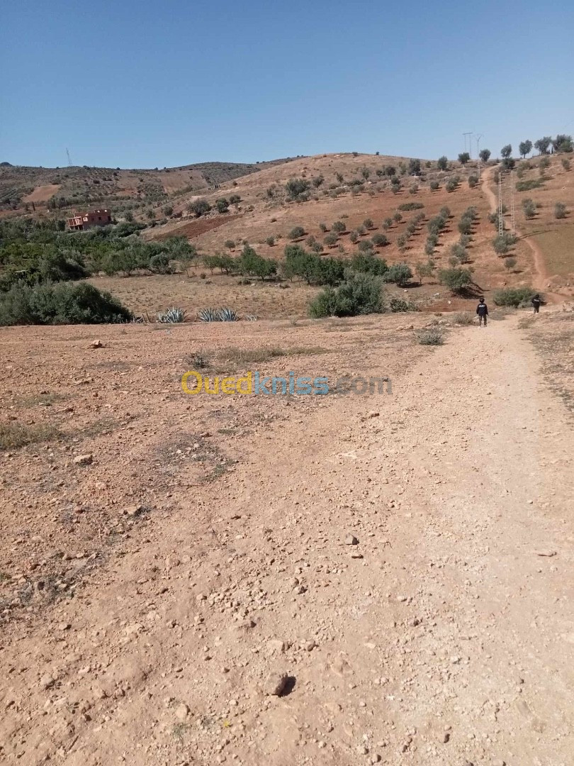 Vente Terrain Tlemcen Sabra