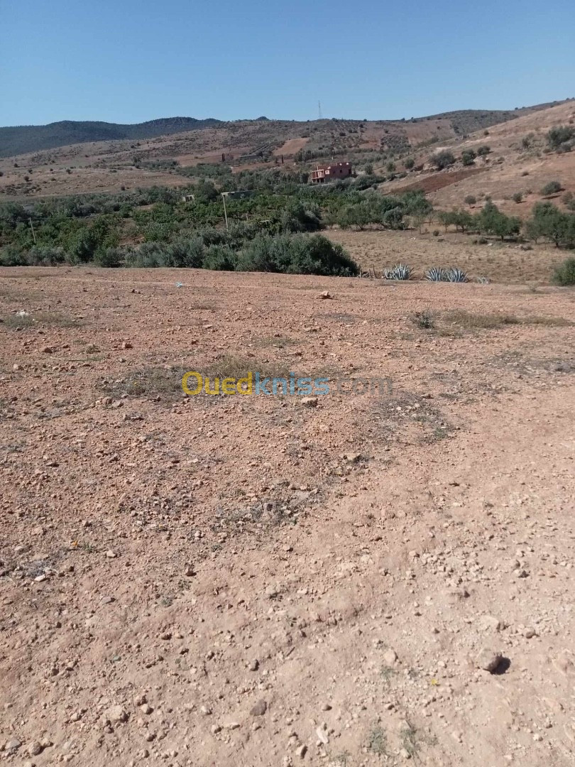 Vente Terrain Tlemcen Sabra