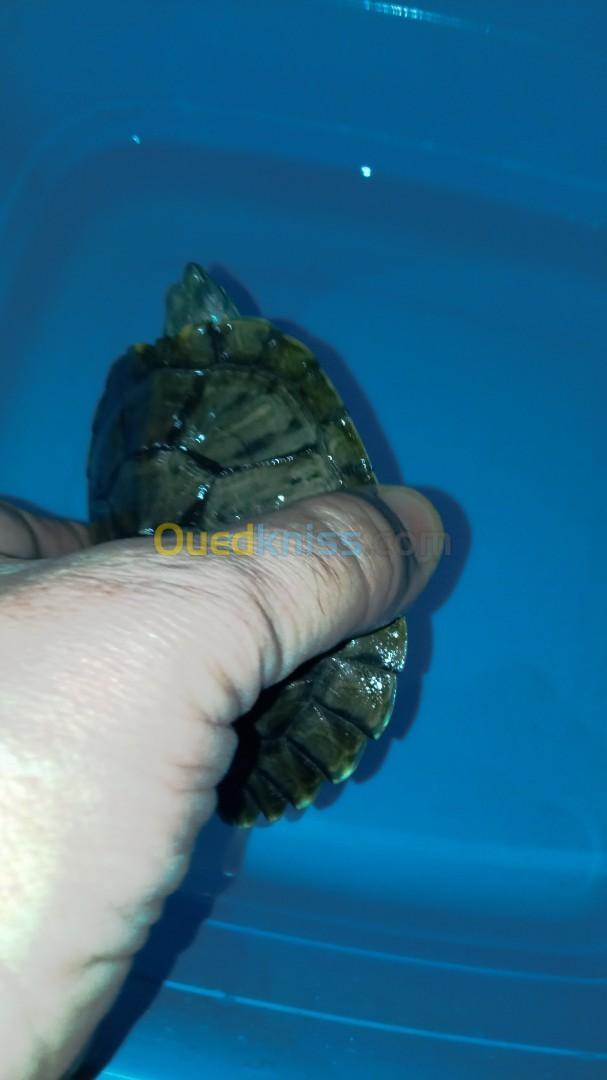 Vente tortue de Floride 