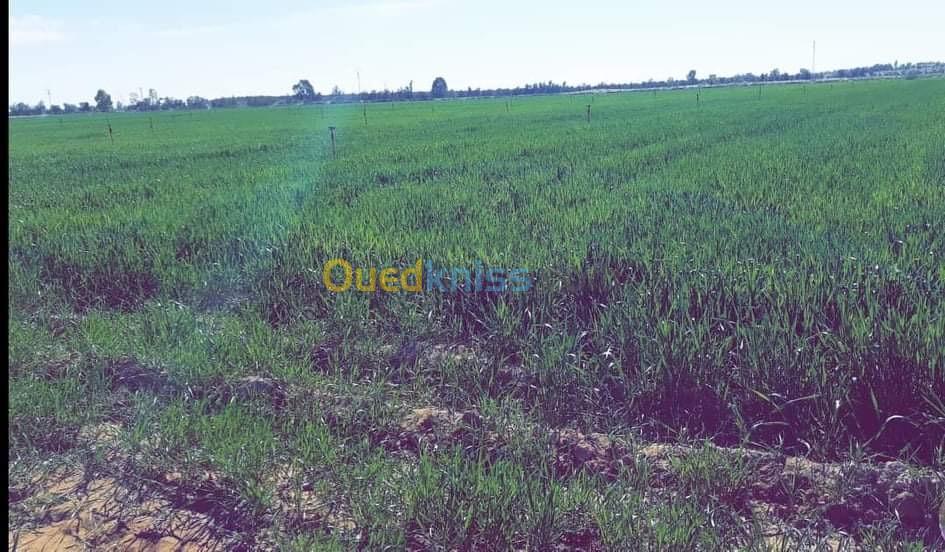 Vente Terrain El Oued Beni guecha