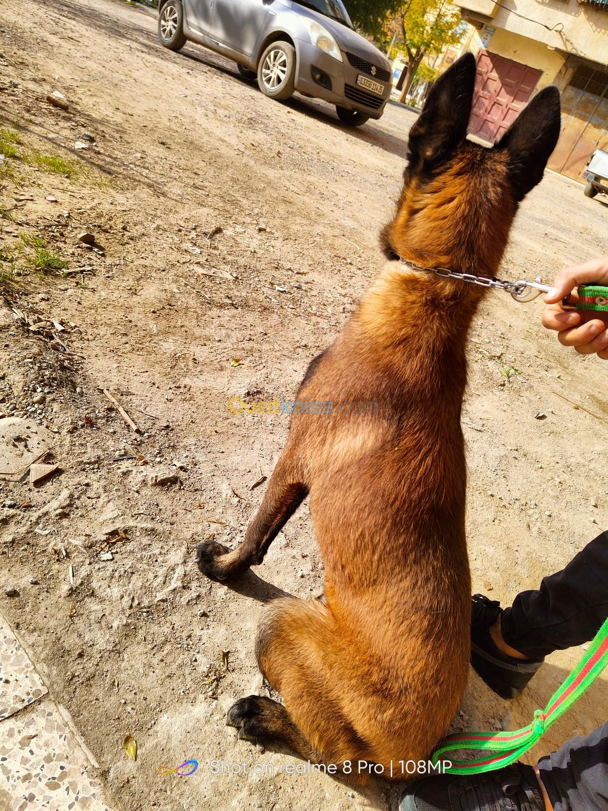 Malinois male 