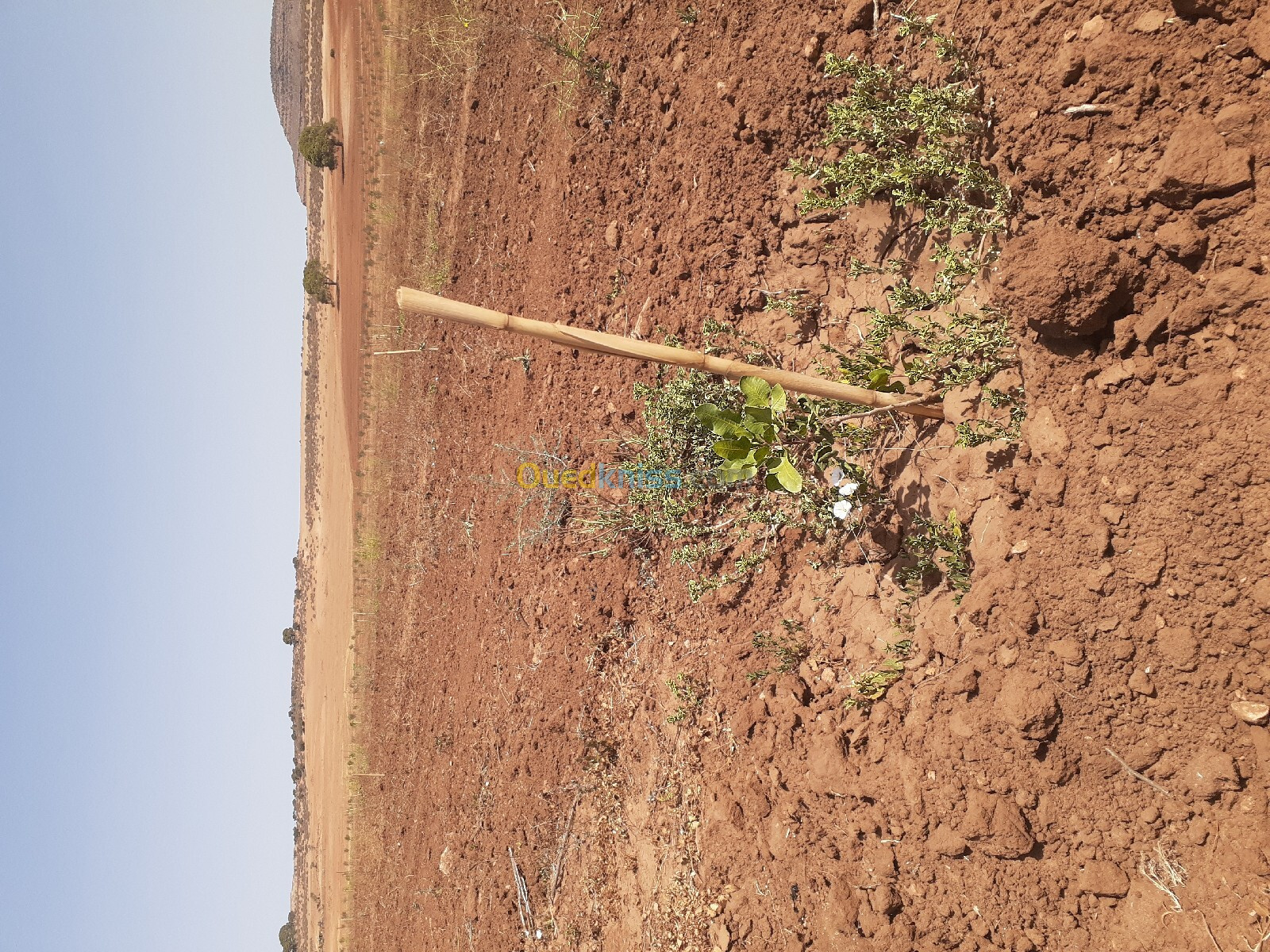 Vente Terrain Agricole Sidi Bel Abbès Tenira