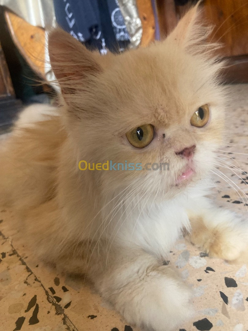 Chat persan himalayen peke faced