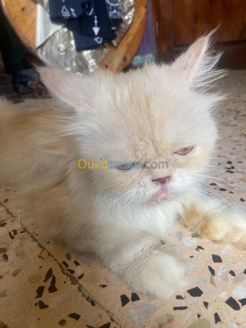 Chat persan himalayen peke faced