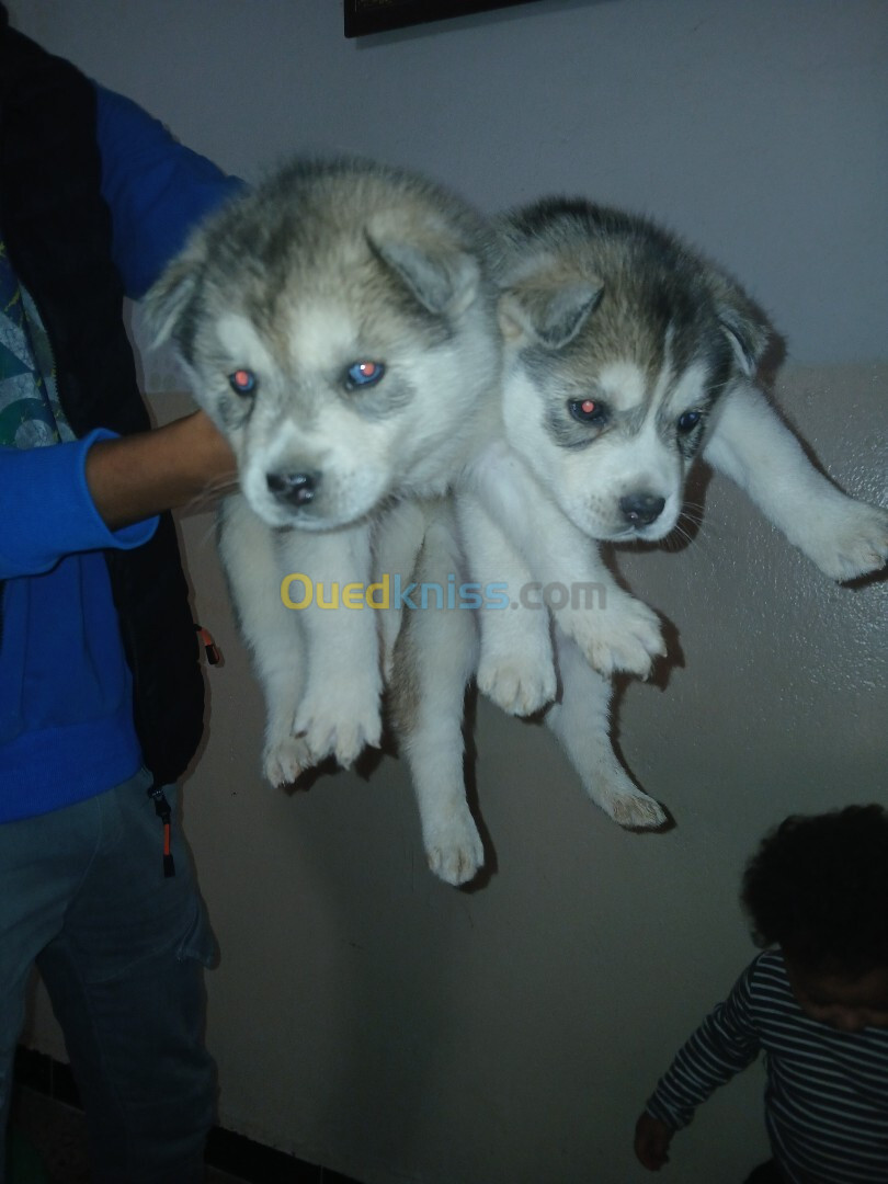 Chiot husky 