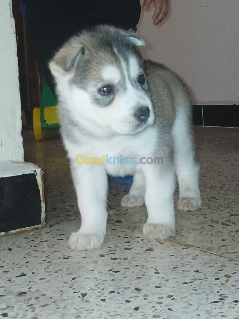 Chiot husky 