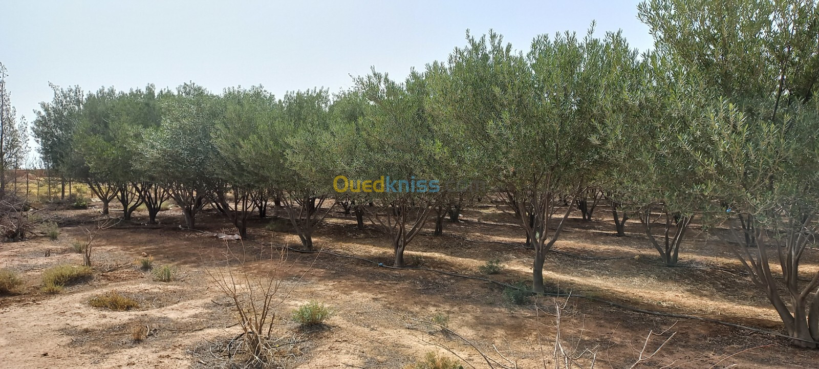 Vente Terrain Agricole Djelfa Zaafrane