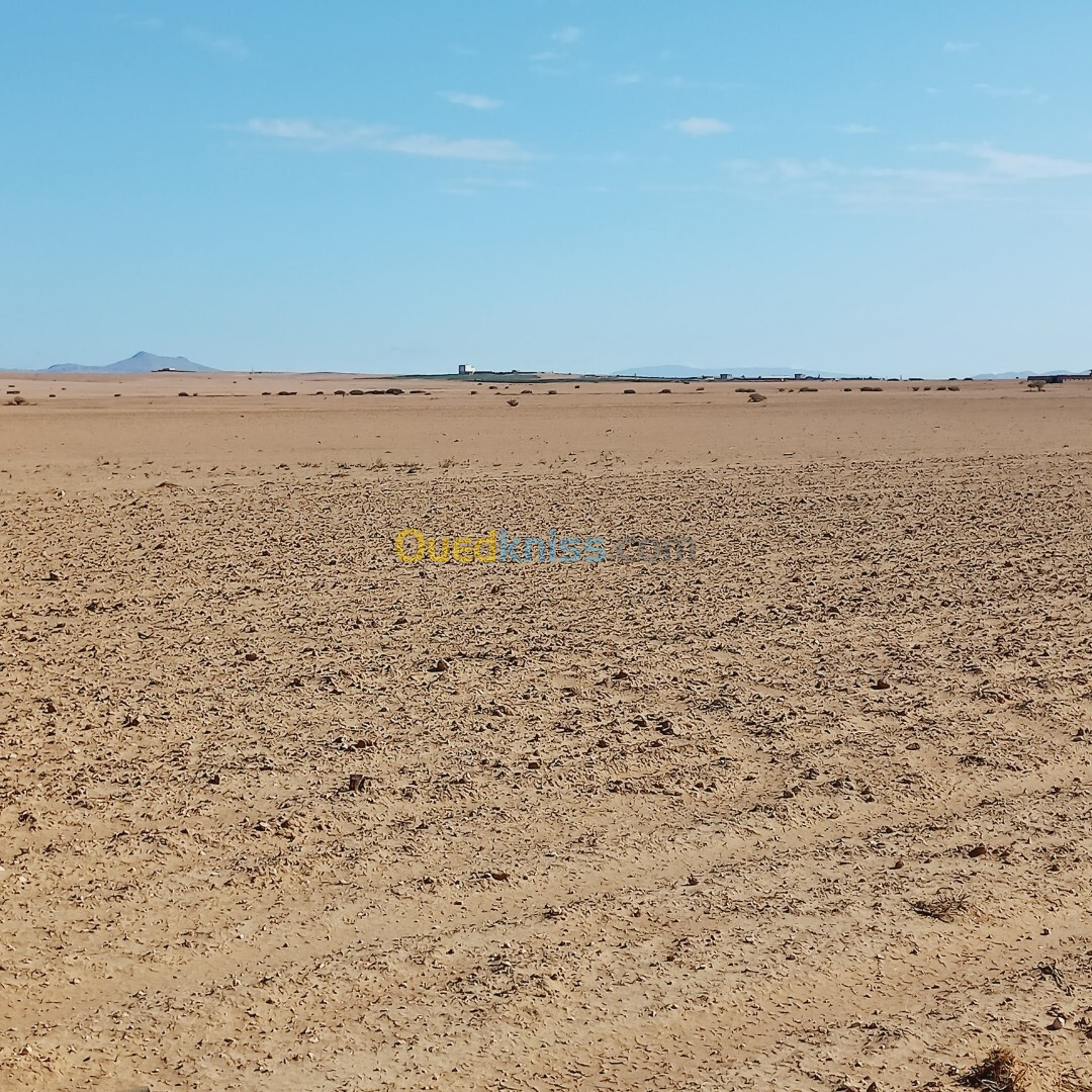 Vente Terrain Agricole Djelfa Birine