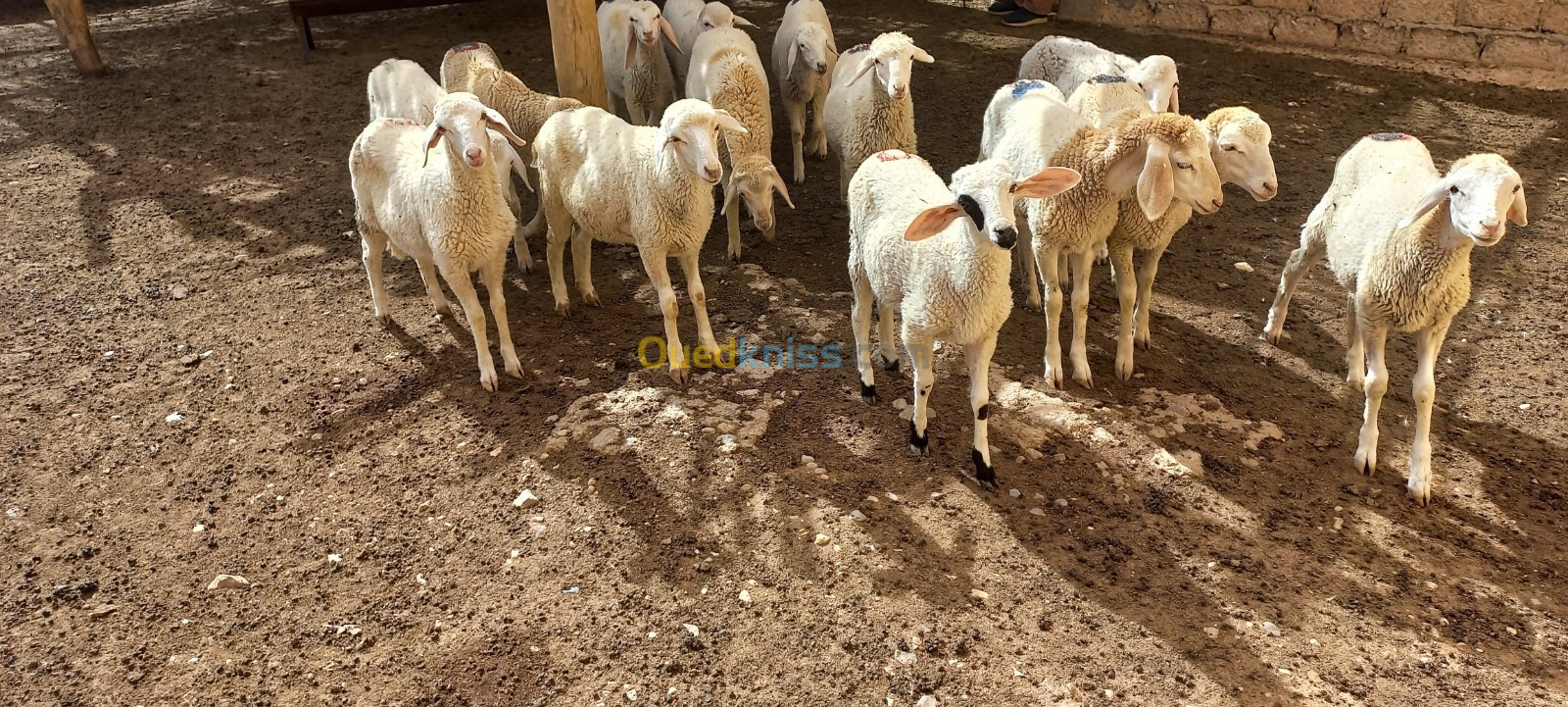 Vente Terrain Agricole Djelfa Zaafrane