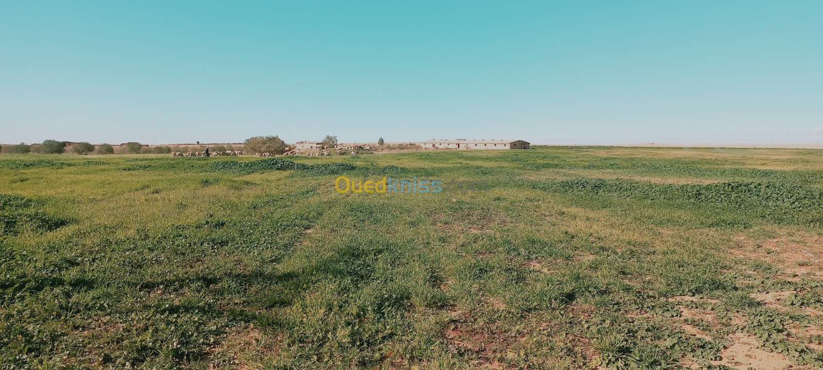 Vente Terrain Agricole Djelfa Birine