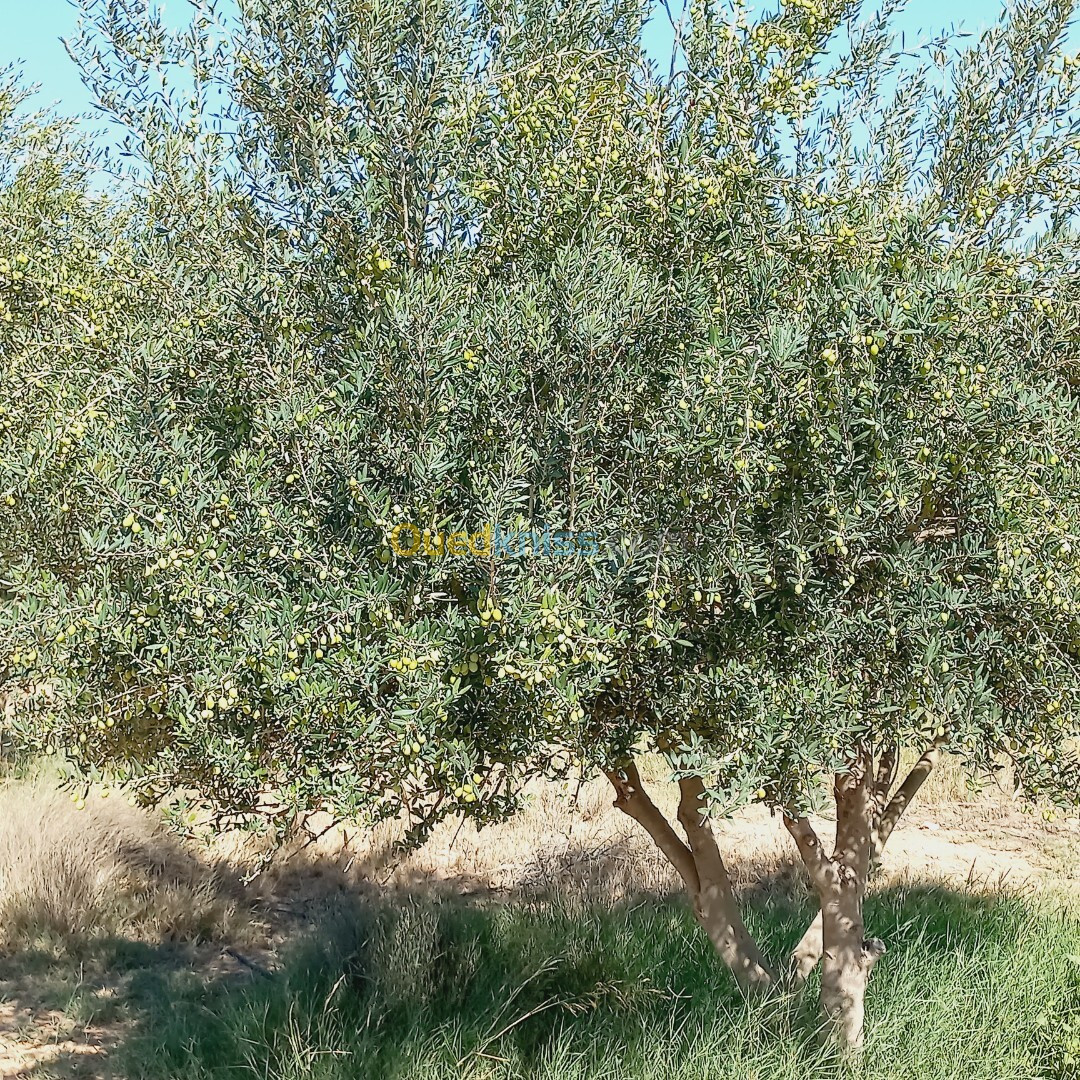 Vente Terrain Agricole Djelfa Ain oussara