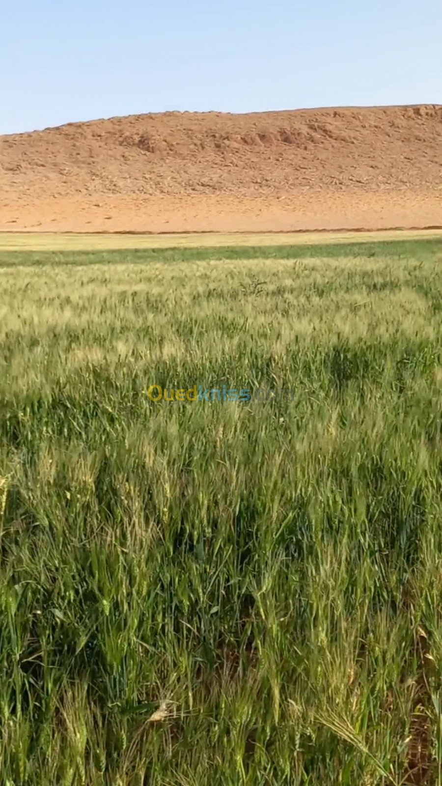 Vente Terrain Agricole Djelfa Djelfa