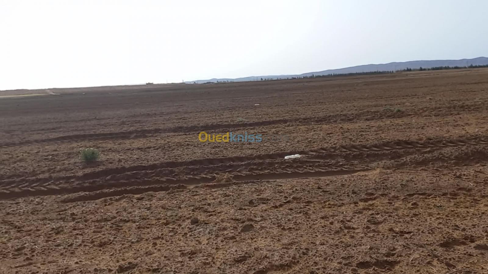 Vente Terrain Agricole Djelfa Zaafrane