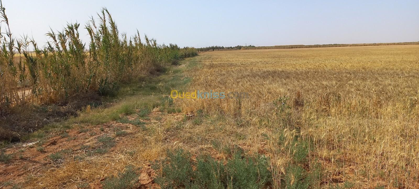 Vente Terrain Agricole Djelfa Birine