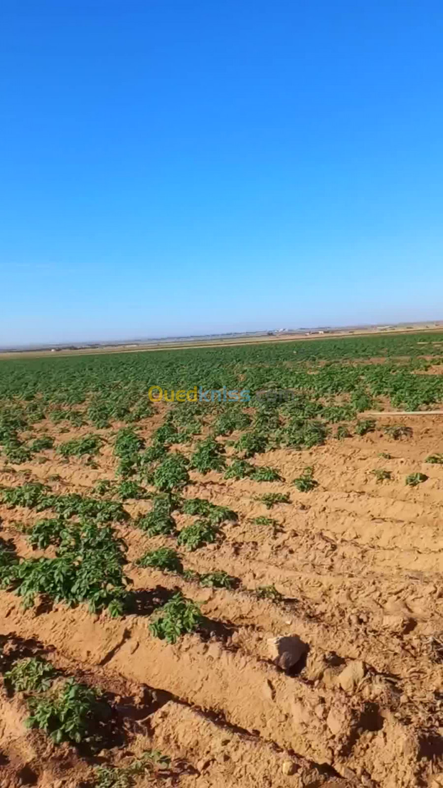 Vente Terrain Agricole Djelfa Birine