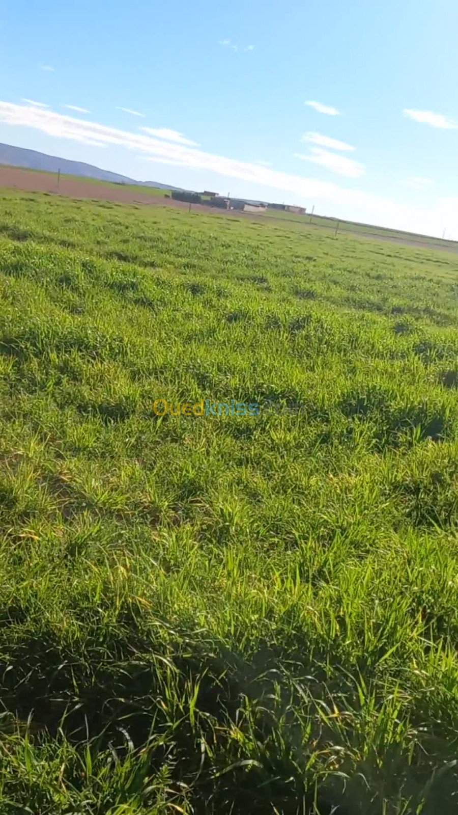 Vente Terrain Agricole Djelfa Ain oussara