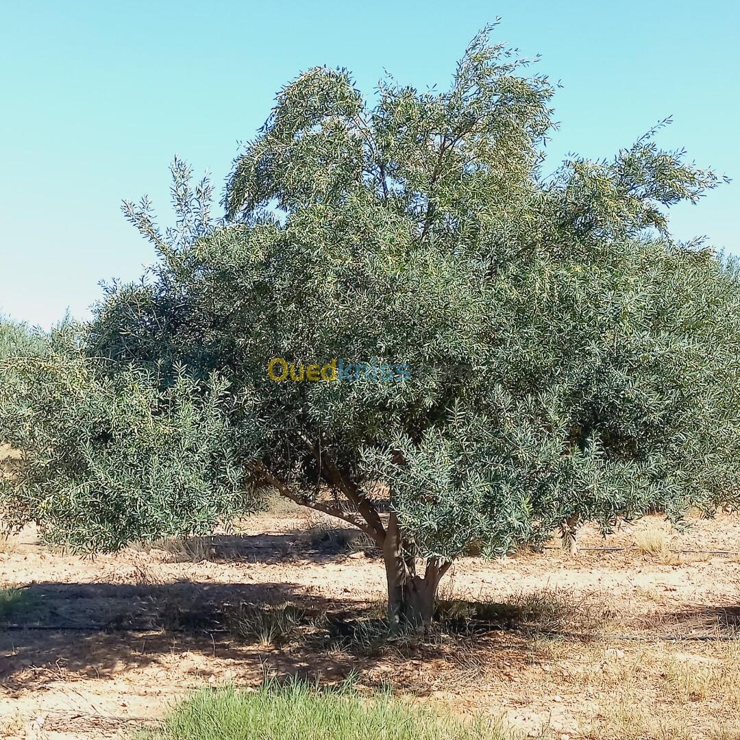 Vente Terrain Agricole Djelfa Ain oussara