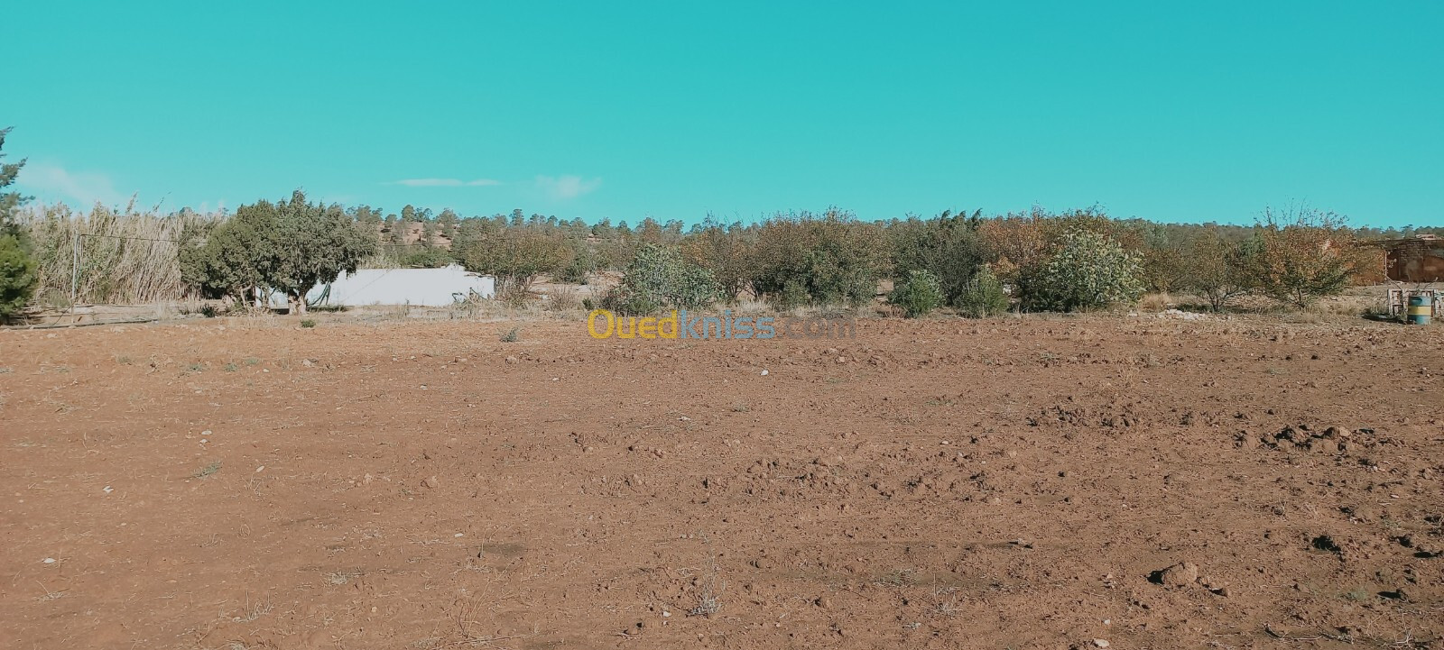 Vente Terrain Agricole Djelfa Djelfa