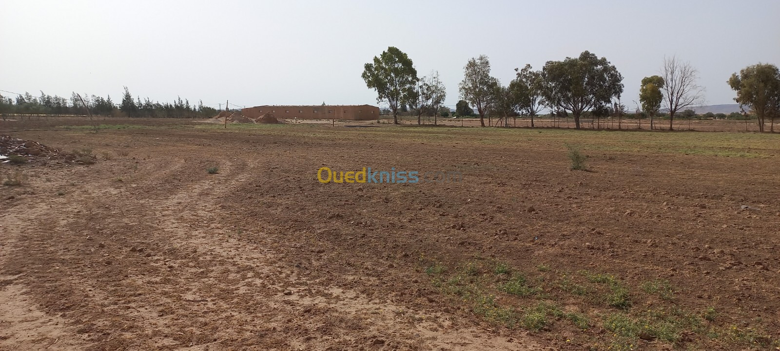 Vente Terrain Agricole Djelfa Zaafrane