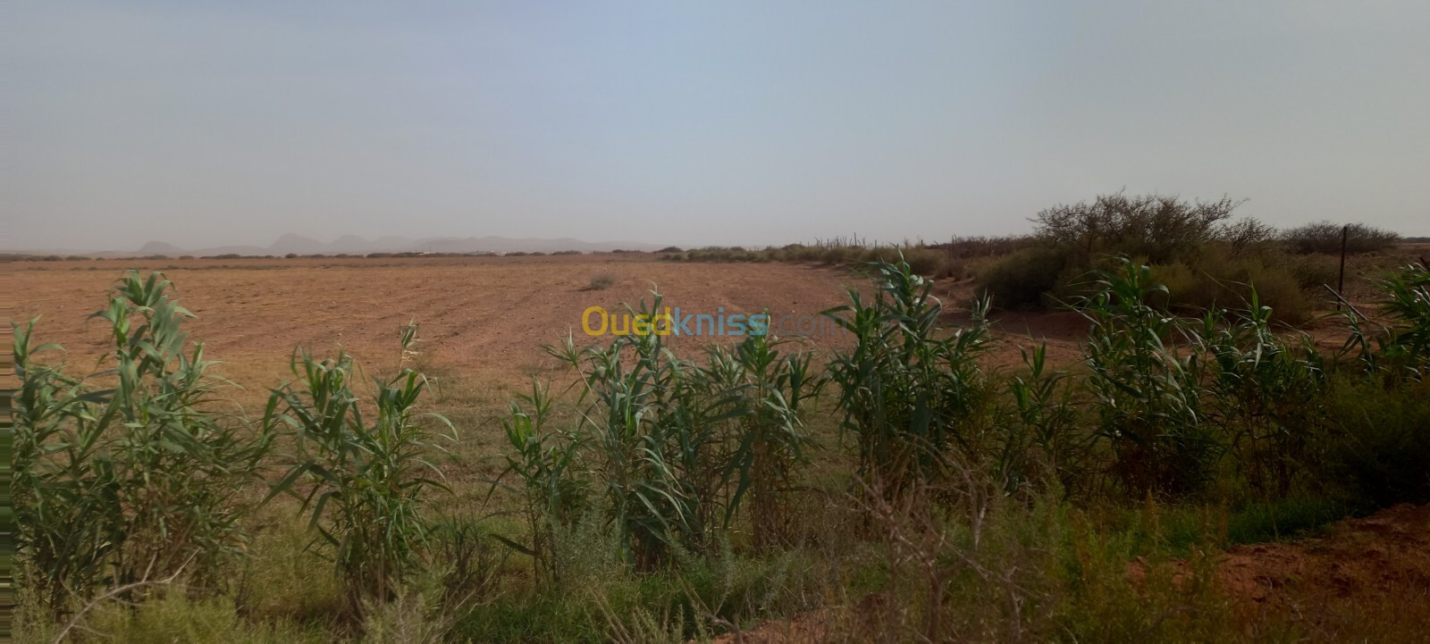 Vente Terrain Agricole Djelfa Ain oussara