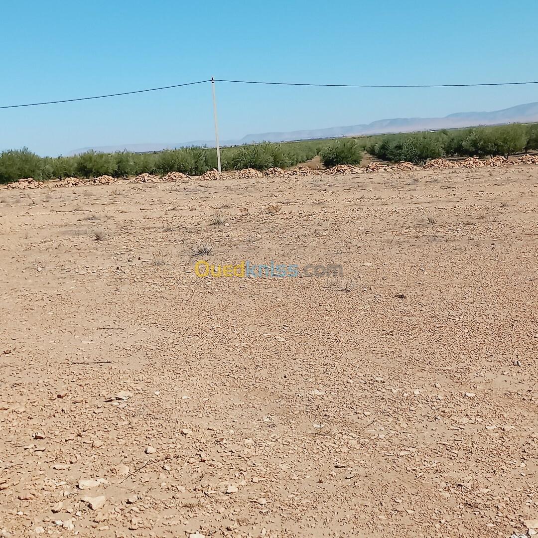 Vente Terrain Agricole Djelfa Ain oussara