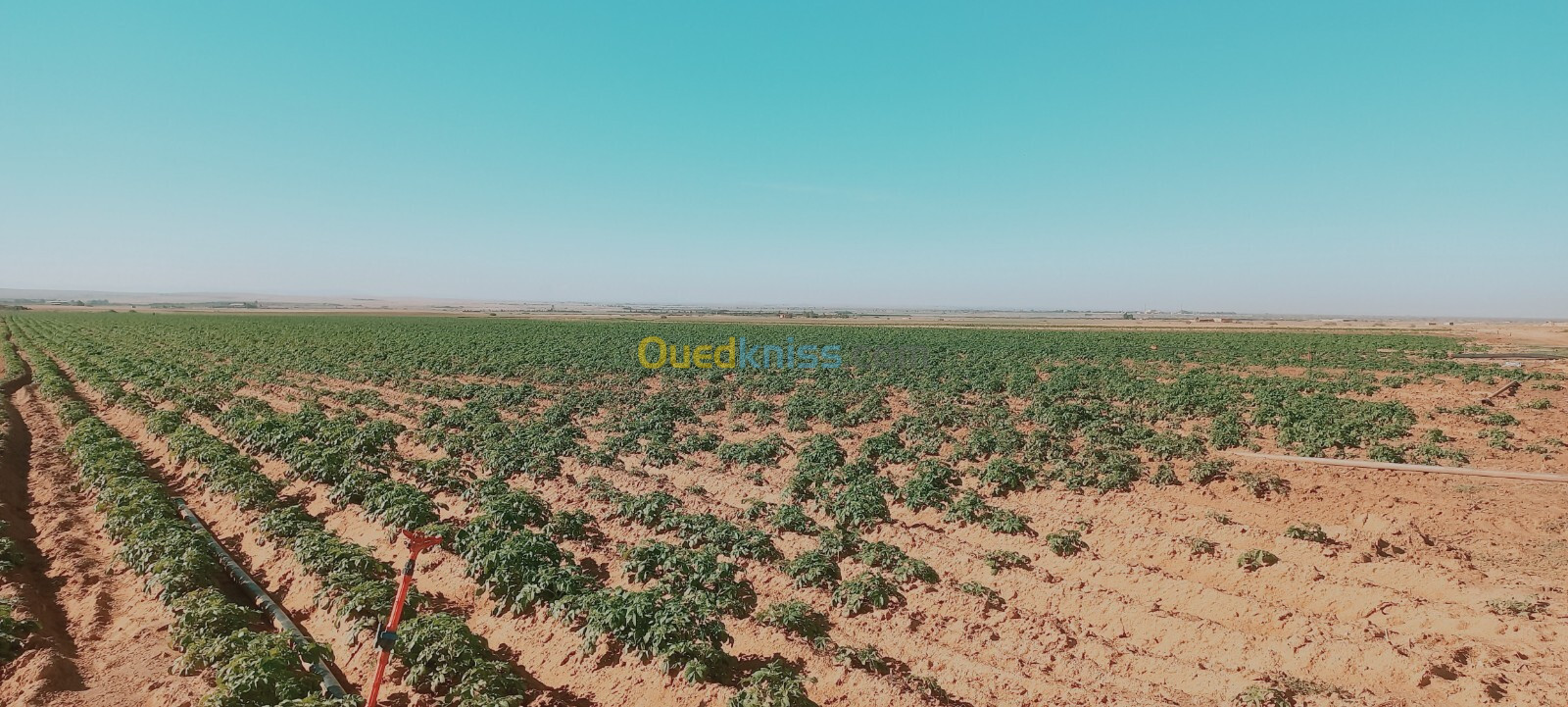 Vente Terrain Agricole Djelfa Birine