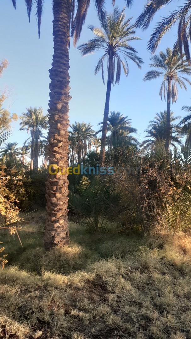 Vente Terrain Agricole Biskra Chetma