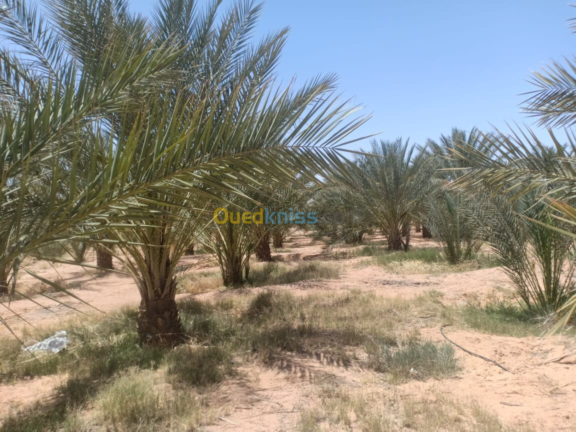 Vente Terrain Biskra El ghrous