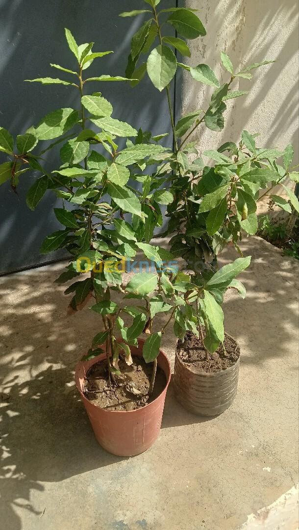 بيع جميع انواع الاشجار القزمية و الاشجار المثمرة.. vente d'arbres fruitiers 