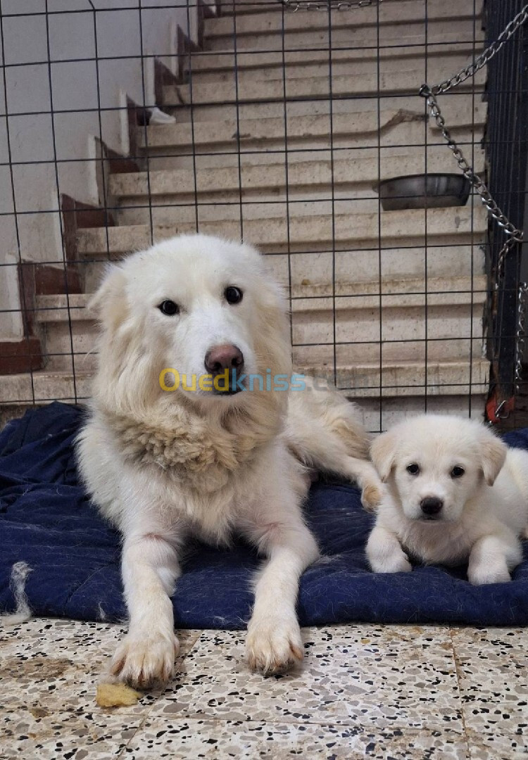 Chiot husky sibérien