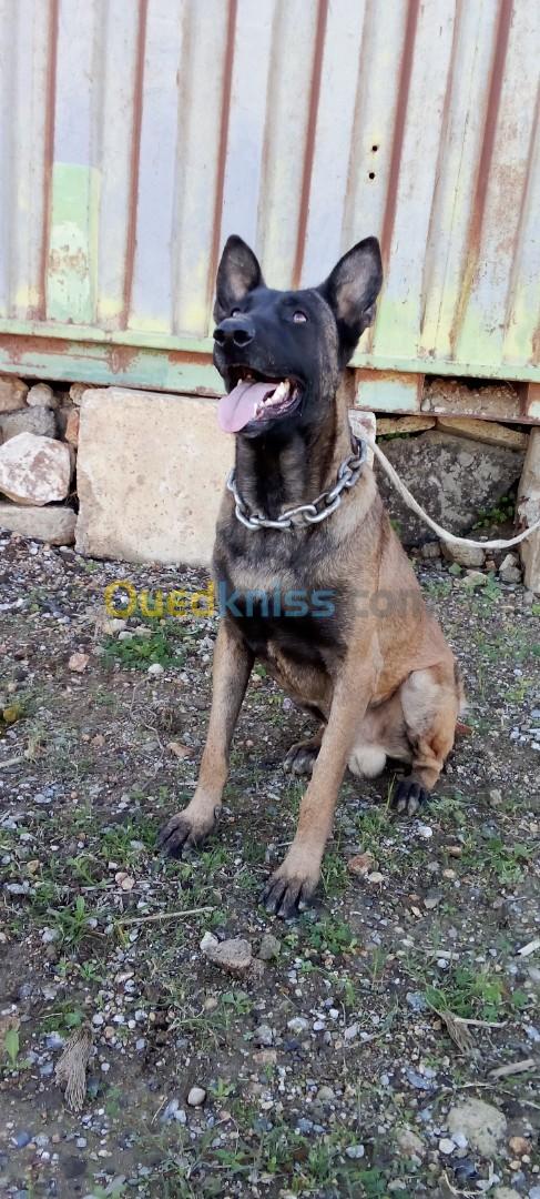 Malinois race pure