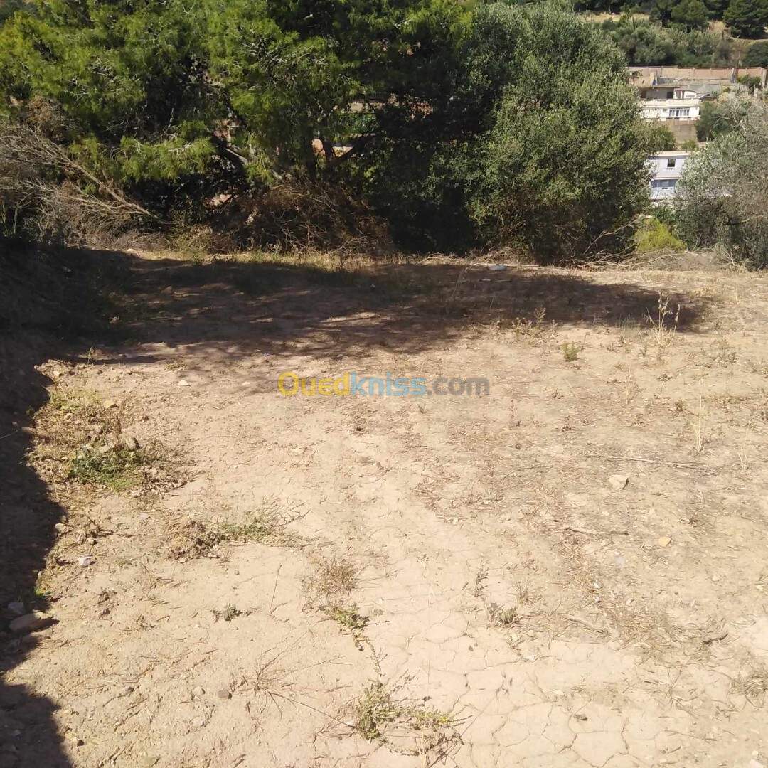 Vente Terrain Tipaza Cherchell