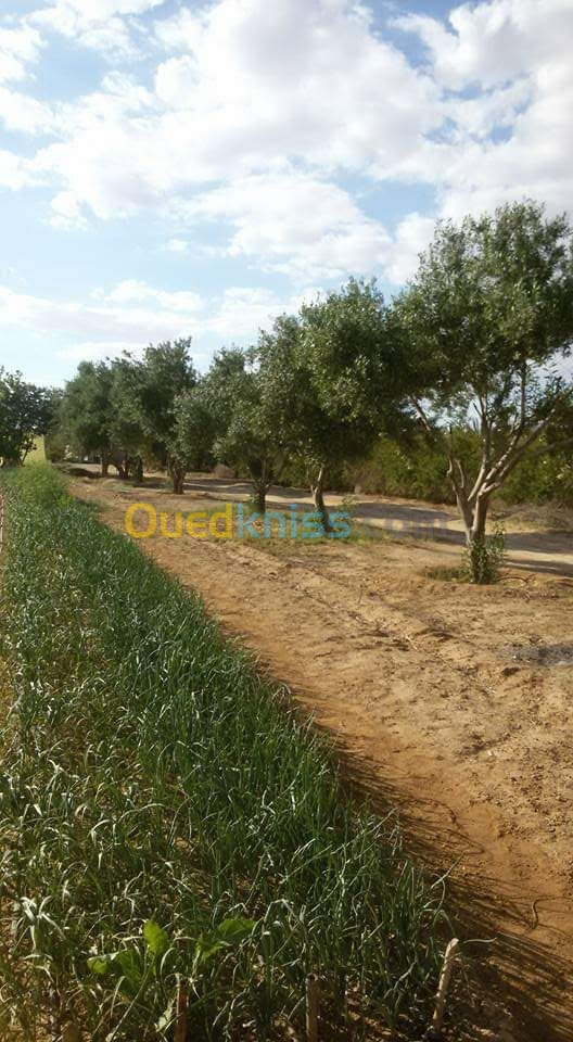 Vente Terrain Agricole Biskra Sidi okba