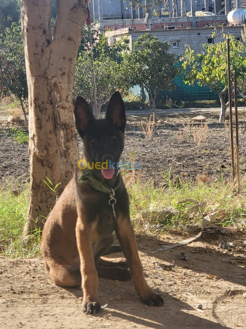 Female malinois charboni  bonne santé age de 4 mois