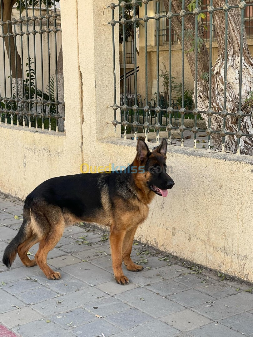 Mâle Berger Allemand   6 Mois Pedigré 