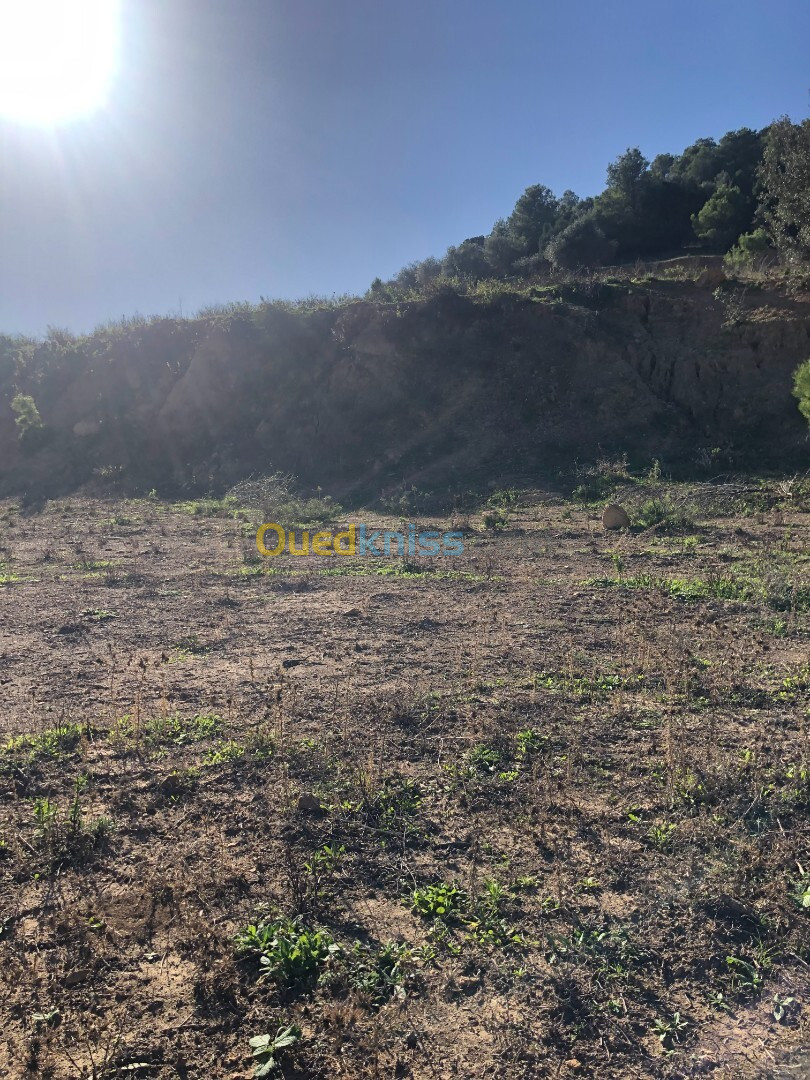 Vente Terrain Blida El affroun