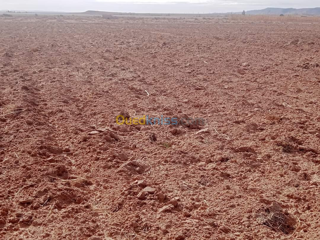 Vente Terrain Djelfa Hassi bahbah