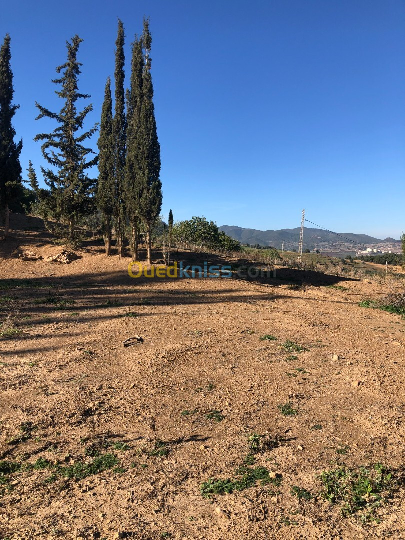 Vente Terrain Blida El affroun